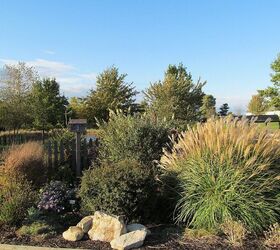 the colors of illinois october, flowers, gardening, perennials, the grass on the right is Miscanthus Huron Sunrise