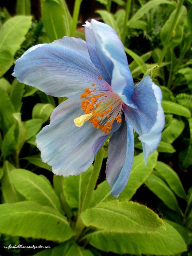 papoilas azuis do himalaia o sonho de um jardineiro, Papoila Azul do Himalaia