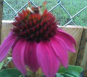flowers in my gardens, flowers, gardening, Coneflower forgot the official name of it but it doesn t look like it is suppose to either