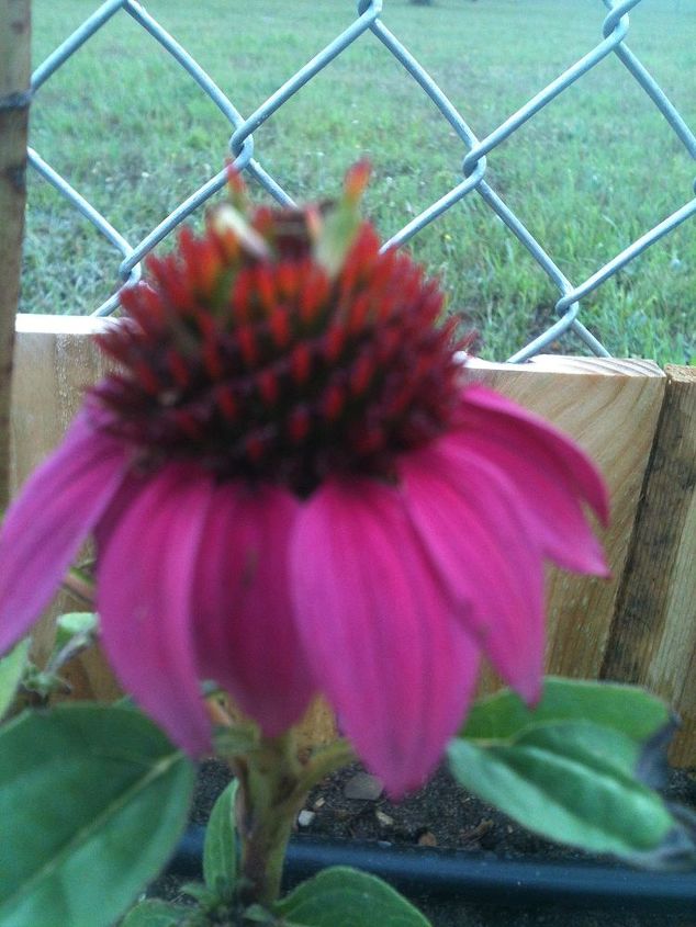 flowers in my gardens, flowers, gardening, Coneflower forgot the official name of it but it doesn t look like it is suppose to either