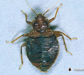 bed bugs facts and info, pest control, adult