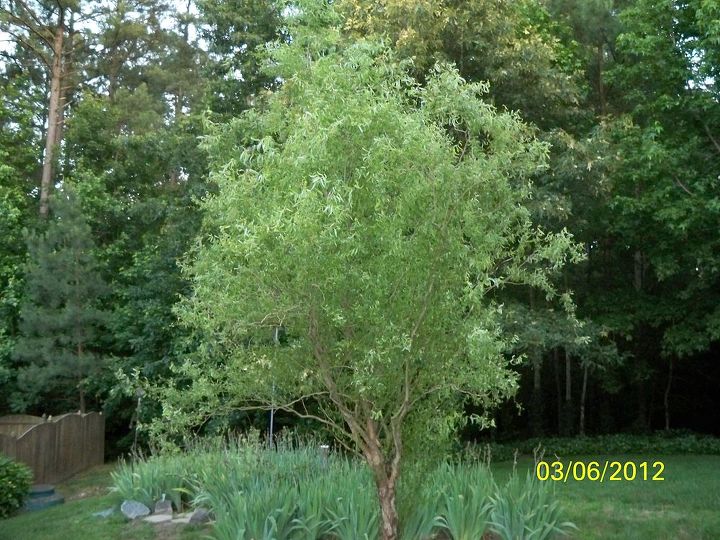 is something wrong w the bark of my curly willow aka corkscrew tree