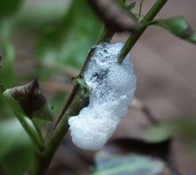 icky spitlebugs, gardening, pest control, the froth you notice first