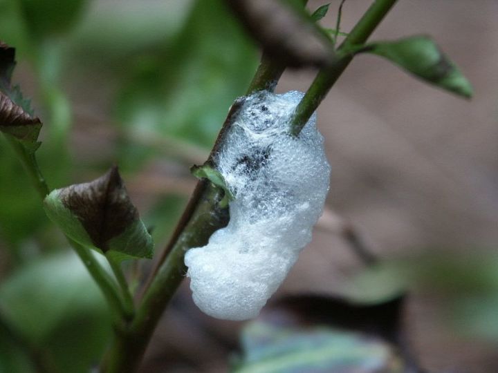icky spitlebugs, gardening, pest control, the froth you notice first