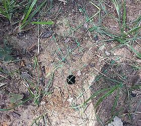 voles and moles, gardening, pest control, this perfectly round hole with no disturbed earth is NOT a vole mole hole but a wasp hole so do not disturb