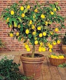 q hometalkers advice for growing my own lemon tree s indoors, gardening, Meyer Lemon Tree