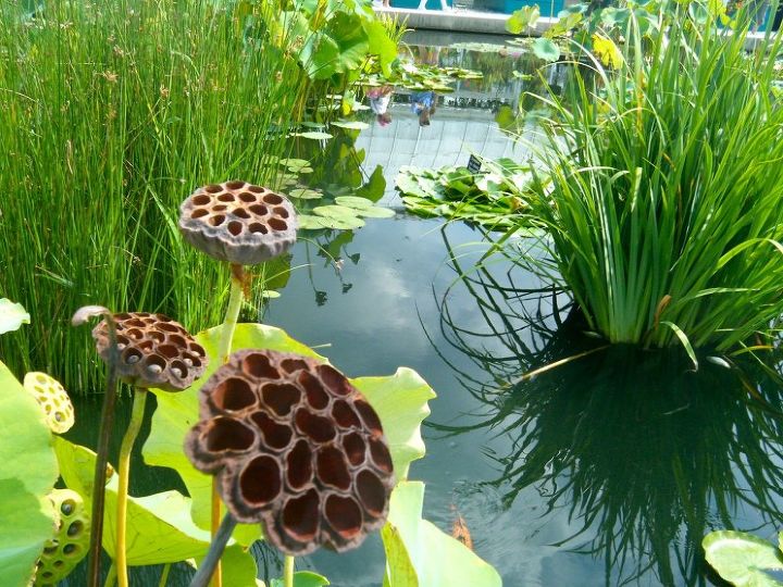 get some gardening inspiration from the new york botanical garden and monet, gardening, They also had the same kind of lilies in their pond that he used