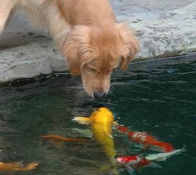 dogs love ponds, outdoor living, pets animals, ponds water features, Dog meets koi