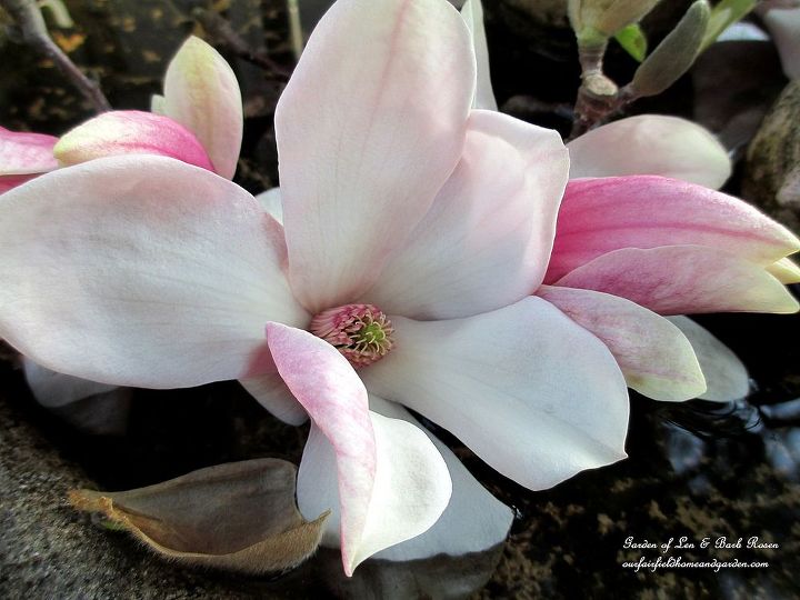 spring is blossoming, gardening, Tulip Magnolia Tree blooms