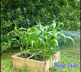 building our first sfg square foot garden, diy, flowers, gardening, how to, raised garden beds, woodworking projects, Blue Jade Corn in A 2x2 SFG