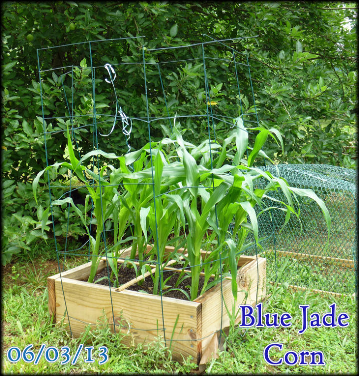 a construo do nosso primeiro sfg square foot garden, Milho Jade Azul em um SFG 2x2