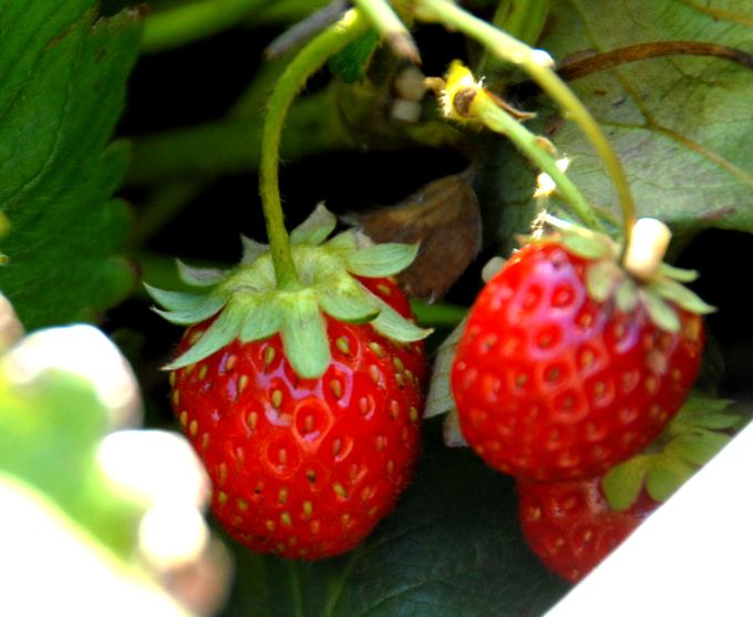 the 5 easiest and yummiest fruits to grow in a container garden, container gardening, flowers, gardening, Strawberries are a treat when they re growing right outside the patio window Easier to grow that you think