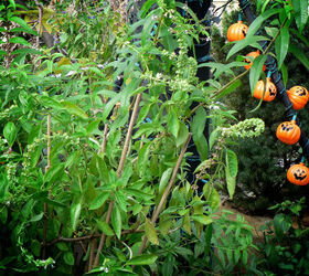 halloween in my urban garden jack o lanterns are birdwatchers, container gardening, flowers, gardening, halloween decorations, outdoor living, pets animals, seasonal holiday decor, succulents, urban living, HALLOWEEN 2005 This image was also the basis for a design re one of my Halloween cards