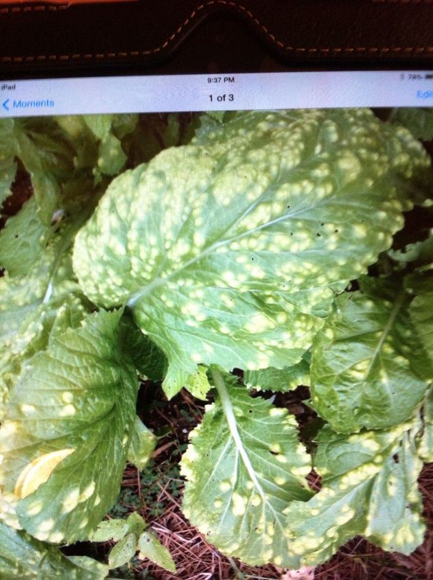 have noticed my mustards greens have white spots is this a fungus, gardening, After the high temps and rain