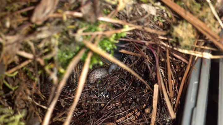 pencil sharpener bird nest, pets animals, What bird puts moss on its nest