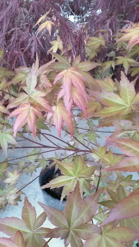 my love affair, Shindoshjo