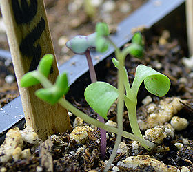 how to care for your seedlings four essential elements for healthy growth, gardening, First let me offer my congratulations and welcome you to the club of indoor seed growers The enjoyment of watching a plant grow from one tiny seed to a thriving healthy beautiful plant is tremendous