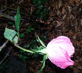 trying to graft my rose bush, gardening