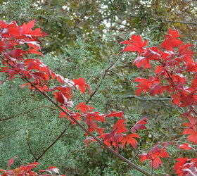 fall in alabama, gardening, landscape, outdoor living, Leaves of maple October Glory I think against Arizona cypress both planted a few years ago