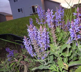 my first garden ever, gardening, Butterfly weed or Lavender Lavender I think
