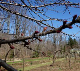 an early spring visit to chanticleer, container gardening, gardening, outdoor living