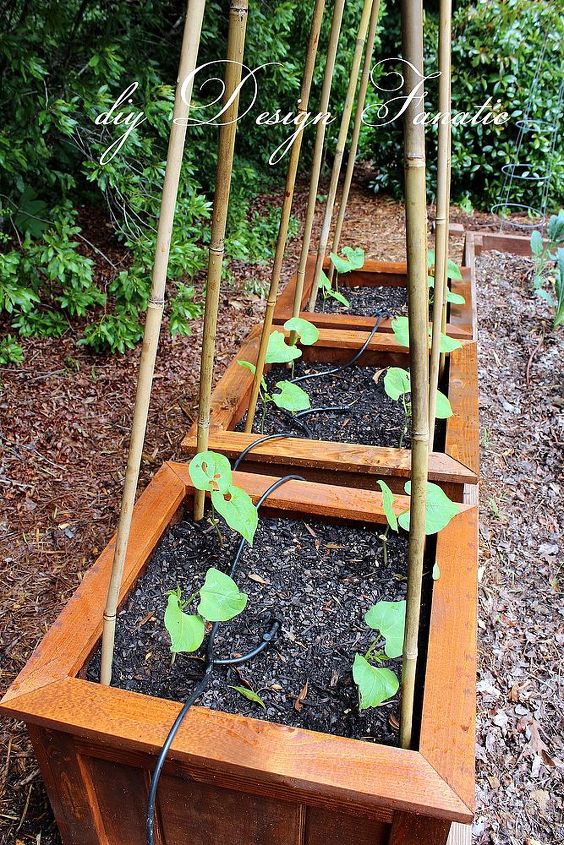 wood planter boxes, diy, gardening, woodworking projects, The planters are watered with an automatic drip irrigation system
