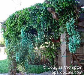 help finding turquoise jade vine