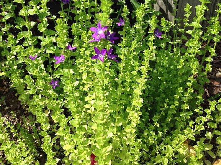 q flowers or weeds, flowers, gardening, Flowers or Weeds