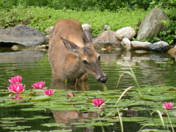 deer proofing your water lilies, pest control, pets animals, ponds water features, Deer proof water lilies