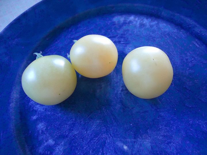 more tomatoes on parade, gardening, Snow White tomato