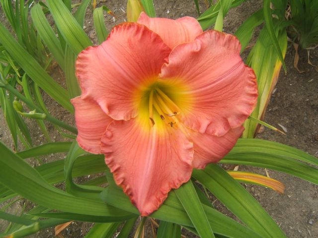 how to divide daylilies, gardening, Daylily Silken Touch