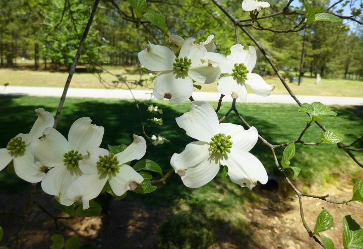 photo update, curb appeal, flowers, gardening, The state flower of NC American Dogwood Cornus Florida One of many growing wild in the woods around the house