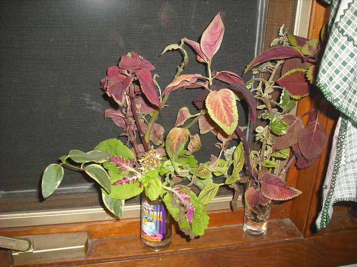 my succalent garden brought in for winter and coleus rooting for spring, gardening, Coleus rooting for spring