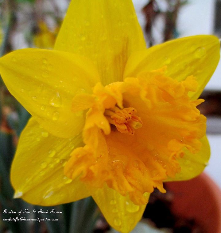 mid april spring in full swing, flowers, gardening, hydrangea, Daffodil wet from the rain