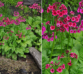 spring preview the rockery, gardening, Primula