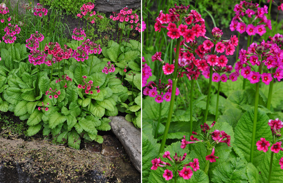 spring preview the rockery, gardening, Primula