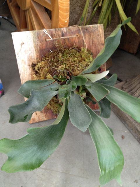how to mount a staghorn fern, gardening, Mounted Staghorn Fern