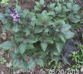 just some of the flowers in our yard, flowers, gardening, African Blue Basil I love this plant