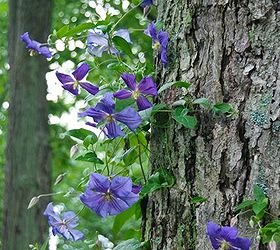 how totraining clematis on a tree trunk, flowers, gardening, hydrangea, Clematis Perle d Azur trained up our mature maple tree