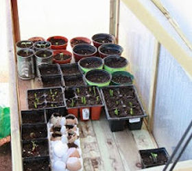 winter homesteading protecting plants in the cold, gardening, homesteading