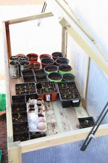 winter homesteading protecting plants in the cold, gardening, homesteading