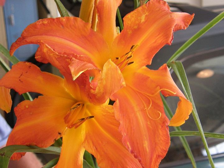 some of our day lilys we grow at our homestead twelve oaks, flowers, gardening, Primal scream