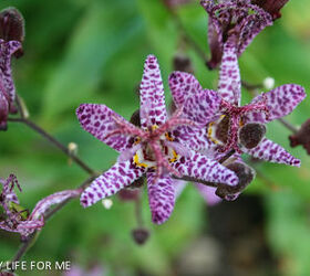 toad lily, gardening