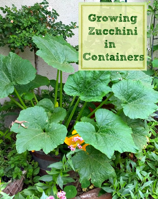 how to grow zucchini in containers, container gardening, gardening
