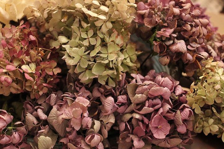 drying hydrangeas, crafts, flowers, gardening, hydrangea, The colour of the blooms will change as they dry