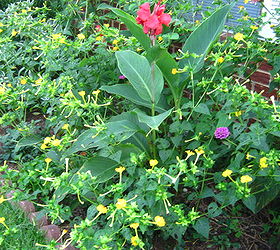 q does anyone know the name of this plant flower, flowers, gardening, pets animals