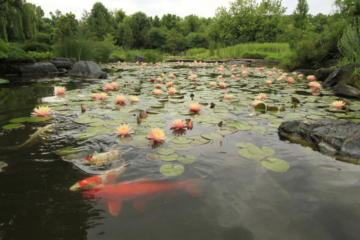 aquaterra estanque y cascada de un acre, Los coloridos koi se deslizan bajo la superficie de los numerosos nen fares