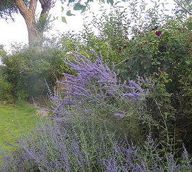 steps to plan a beautiful perennial flower garden, flowers, gardening, perennials, Russian sage is always a nice addition to perennial beds Notice the background foliage is a much needed addition for making blooms pop in the garden