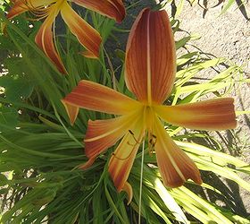 gorgeous late blooming daylilies, flowers, gardening, perennials, Daylily Judge Roy Bean is a very late blooming spider variety