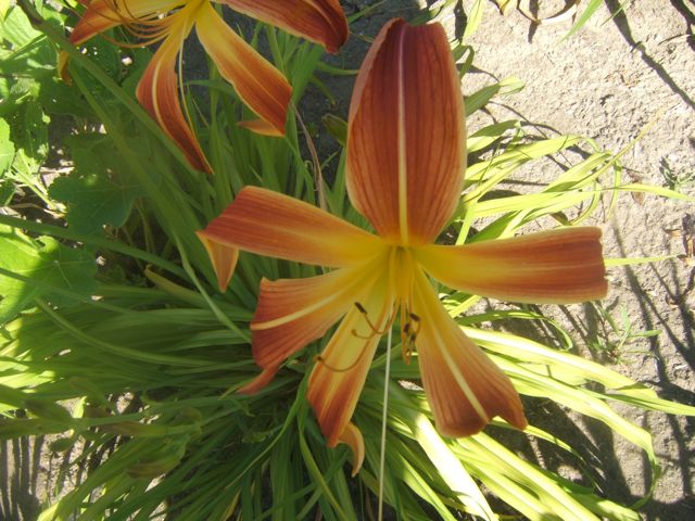 gorgeous late blooming daylilies, flowers, gardening, perennials, Daylily Judge Roy Bean is a very late blooming spider variety